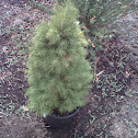 Baby pine tree
