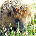 European Hedgehog