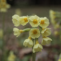 Oxlip