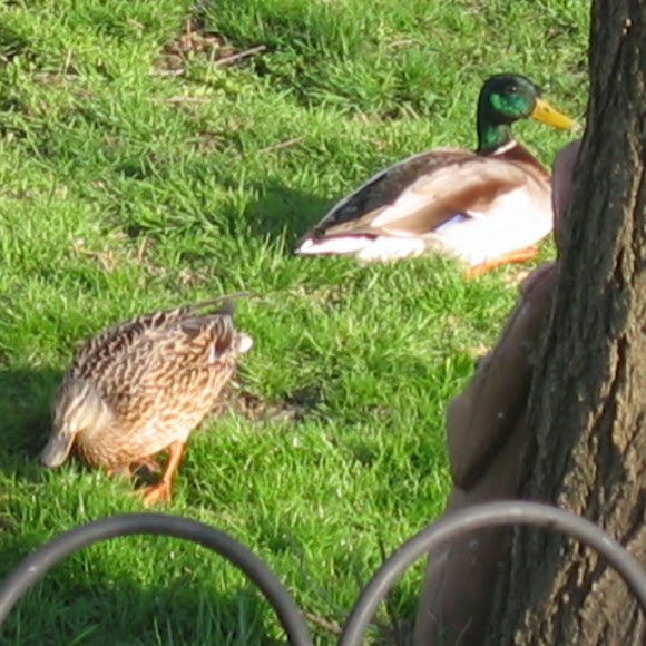 Spotting Image 1