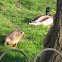 Mallard