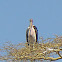 Marabou Stork