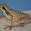 Masked Frog