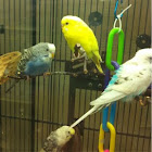 Budgie