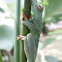 Red-webbed Tree frog