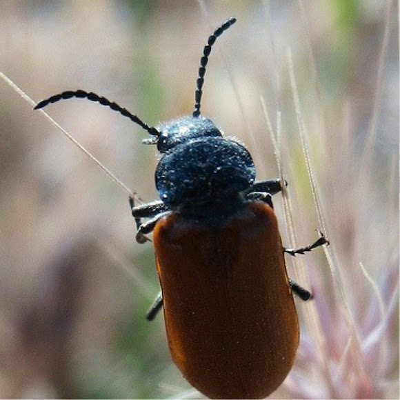 Spotting Image 1