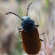 Insect