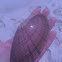 Sunray Venus