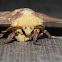 Imperial moth