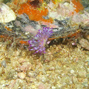 Flabellina macassarana