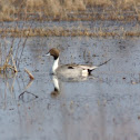 Northern Pintail
