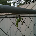 Carolina Anole