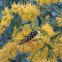 Megacyllene Locust Borer