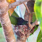 Swallow-tailed Hummingbird (Beija Flor Tesoura)