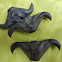 Water caltrop