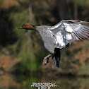 Male Wood Duck