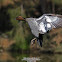 Male Wood Duck