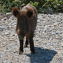 Wild Boar