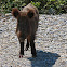 Wild Boar