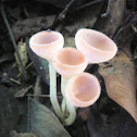 Cookeina tricholoma