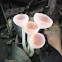 Cookeina tricholoma