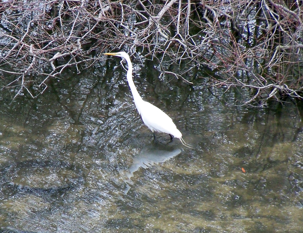 Great egret