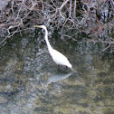 Great egret