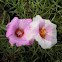 Krokot / Portulaca Grandiflora
