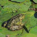 Marsh Frog