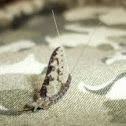 Speckled Mayfly
