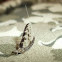 Speckled Mayfly