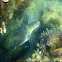 Green Sea Turtle