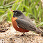 American robin 
