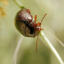 Leaf Beetle