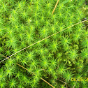 Star Moss