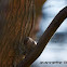 Lesser Redpoll