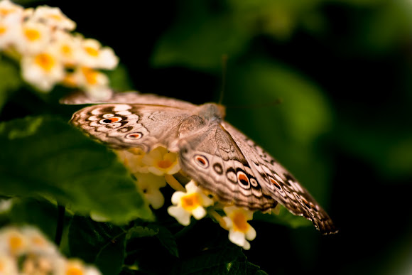 Spotting Image 1