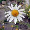 Mayweed