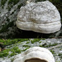 Tinder Polypore (Fomes fomentarius)
