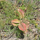 Missouri Primrose            Fluttermill