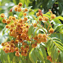 Foambark