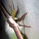 Luna Moth