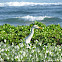 Cattle egret