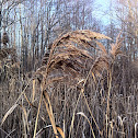 Common reed