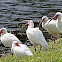 American white ibis