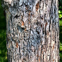Hawthorn