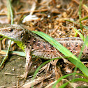 Sand Lizard female (Zauneidechsen Weibchen)