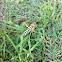 Grasshopper