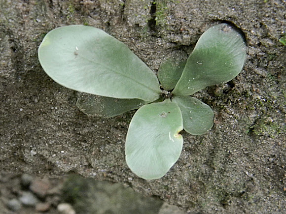 Spotting Image 1