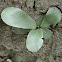 Asplenium fern